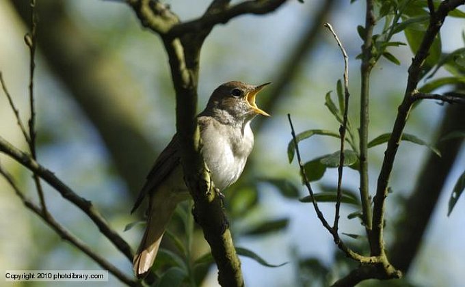 bird singing